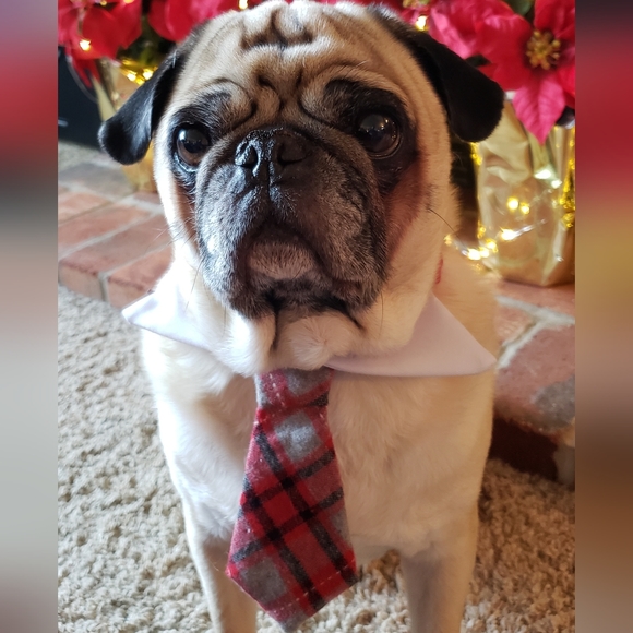 Meet your Posher, Stephanni - Picture 4 of 16